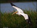 _1SB6522 american white pelican